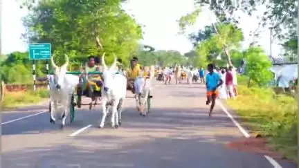 காரைக்குடி: பிலாமிச்சம்பட்டியில் கோவில் திருவிழா முன்னிட்டு இரட்டை மாட்டி வண்டி எல்கை பந்தயம் "23 மாட்டுவண்டிகள் பங்கேற்பு"