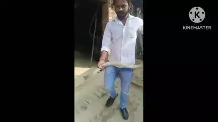 बस्ती: जिले के गणेशपुर धोबई पुरवा में निकला जहरीला सांप, सोशल मीडिया पर वीडियो हुआ वायरल