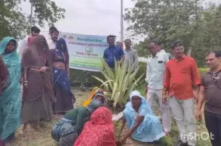 बड़ौदा: बड़ौदा नगर परिषद द्वारा विश्व पर्यावरण दिवस पर 'एक पेड़ माँ के नाम' महाअभियान के तहत पौधरोपण कार्यक्रम आयोजित