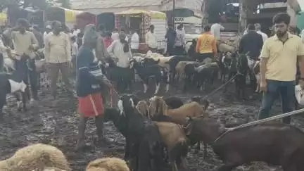 खंडाळा: बकरीद निमित्त लोणंद बाजार समितीत साडेतीन हजारहून अधिक बोकडांची आवक, बाजारात सर्वात जास्त 1लाखाची बोली