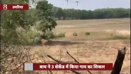 बांधवगढ़ टाइगर रिजर्व में बाघ ने 3 सेकंड में गाय का किया शिकार, पर्यटक रह गए दंग