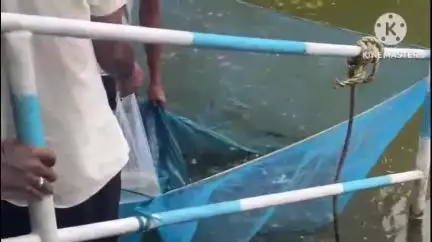 মাৰ্ঘেৰিটা: ডিগবৈত বৌদ্ধ সমাজৰ লোকসকলৰ জীৱদান কৰা পৰম্পৰাৰে প্ৰায় পাঁচ লাখ মাছ পুখুৰীত মেলি দিয়া কাৰ্য সম্পন্ন