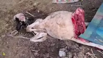 नगर: अहिल्यानगर शहरातील लेंडकर मळा या ठिकाणी बिबट्याचा गाईवर हल्ला