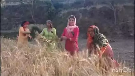मंडी: प्राकृतिक खेती से उगाए गेहूं का दाम बढ़ा, हिमाचल में किसानों को मिल रहे 60 रुपए प्रति किलो, पहले 26 रुपए मिलते थे