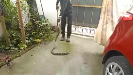 বিজনী ভাগ: আমগুৰীত বাকৰাজ সাপ উদ্ধাৰ কৰি বনবিভাগক গতাই দিয়ে এজন প্ৰকৃতিপ্ৰেমী যুৱকে