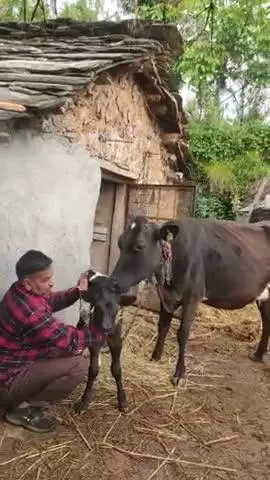 आज हमारे गौ माता के द्वारा नए बछड़े की प्राप्ति हुई है बछड़े को नए जीवन की बहुत-बहुत बधाइयां हैं