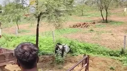 चिड़ावा: श्योपुरा पंचायत के गोदारा का बास में रेबीज ग्रसित गोवंश ने मचाया आतंक, चिड़ावा गौरक्षा दल ने चलाया रेस्क्यू ऑपरेशन