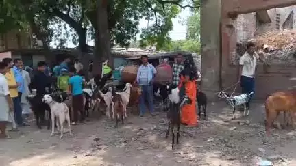 कानपुर: जाजमऊ क्षेत्र स्थित गला गोदाम में बकरी से पहले बकरा मंडी में दिखी रौनक