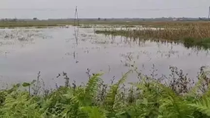 ওদালগুৰি: ৰৌতাত ভূমি বেদখলকাৰীৰ বিৰুদ্ধে সদৌ অসম আদিবাসী ছাত্ৰ সন্থাৰ প্ৰতিবাদ