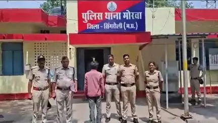 सिंगरौली: मोरवा पुलिस ने मेढ़ौली से 28 किलो गांजे के 80 पौधे जब्त किए, एक आरोपी गिरफ्तार