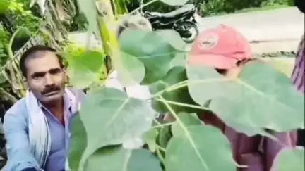 बीकापुर: विश्व पर्यावरण दिवस पर सपा दिव्यांग नेता पं. समरजीत ने वासुदेवपुर में वृक्षारोपण किया, कहा- पेड़ों की कटान पर लगे रोक
