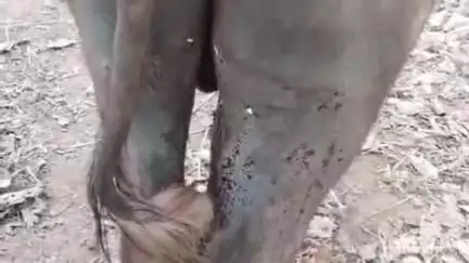 गुरु घासीदास टाइगर रिजर्व से निकले खूंखार जानवर, दुलारी गांव में दहशत का माहौल #jansamasya
