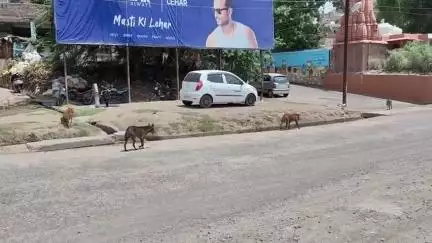 मंदसौर: मंदसौर जिले में हिंसक कुत्तों का आतंक, सुवासरा में 4 साल के मासूम की मौत, लोगों की प्रतिक्रिया