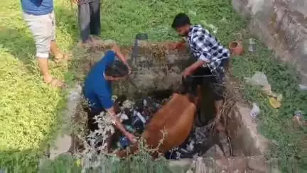 शहपुरा: मंगल भवन के पास खुले सेफ्टी टैंक में गिरी गाय, पशु प्रेमियों ने रेस्क्यू कर सुरक्षित निकाला