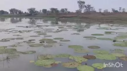 कुरूद: कलेक्टर की पहल पर राखी, सरसोंपुरी सहित अन्य जगहों के किसानों ने लगभग 20 एकड़ में मखाने की खेती शुरू की