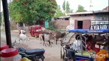मोहम्मदी: मोहम्मदी तहसील क्षेत्र में आवारा पशुओं का आतंक जारी, लगातार हो रही घटनाएं