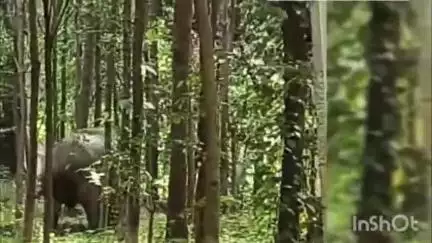 മണ്ണാർക്കാട്: ജനവാസ മേഖലയെ ഭീതിയിലാക്കി പൂഞ്ചോലയിൽ കാട്ടാന