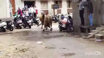 ખંભાળિયા: શહેરમાં ફરી આખલાનો આંતક સામે આવ્યો,જુની લોહાણા મહાજન વાડી પાસે બે આખલાઓ બાખડયા અનેક વાહનોને નુકશાન