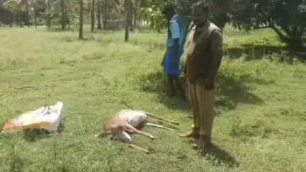 பாப்பிரெட்டிபட்டி: பொம்மிடி அருகே நாய் துரத்தி கிணற்றில் விழுந்த ஆண் புள்ளிமான் சாவு - வனத்துறையினர் விசாரணை