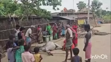 ठाकुरगंगटी: तेतरिया में घर में आग लगने से एक गाय की जलकर मौत