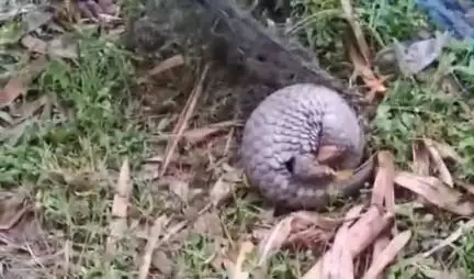 রাজগঞ্জ: দক্ষিণ ধুপঝোরা বাংলা পাড়া এলাকা থেকে বিলুপ্তপ্রায় প্যাঙ্গোলিন উদ্ধার করে নিয়ে গেল ধুপঝোরা বিটের বনকর্মিরা