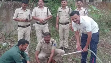 बिछुआ: विश्व पर्यावरण दिवस पर बिछुआ थाना परिसर में वृक्षारोपण और शांति समिति की बैठक हुई