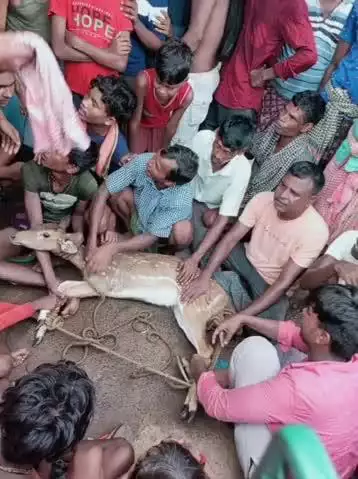 बहरागोड़ा: मदनशोल गांव में ग्रामीणों ने हिरण को पकड़ा, वन विभाग को सौंपा