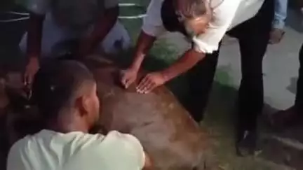 सोहागपुर: पचगांव रोड पर अज्ञात वाहन की टक्कर से गाय घायल, गौ सेवकों ने उपचार कर गौशाला में किया शिफ्ट