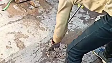 भिंड: सांकरी गांव में घर में घुसा जहरीला सांप