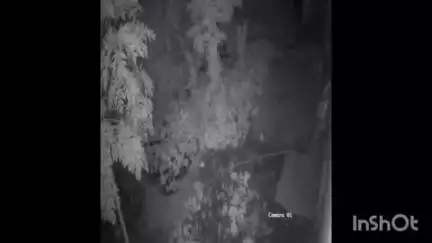 अनमोल नगर में तेंदुए की अफवाह से सारनाथ क्षेत्र में मचा हड़काम, सीसीटीवी में निकली बिल्ली