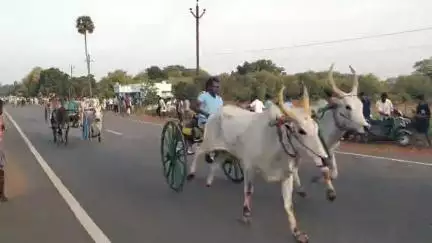 திருப்பத்தூர்: இளங்குடியில் கோவில் கும்பாபிஷேக விழா முன்னிட்டு இரட்டை மாட்டி வண்டி எல்கை பந்தயம் "34 மாட்டுவண்டிகள் பங்கேற்பு"