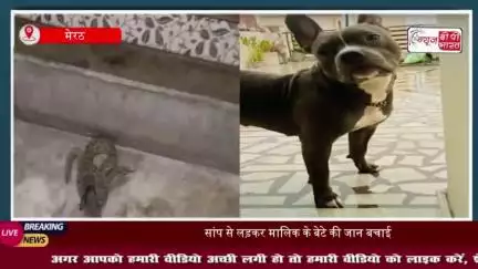 मेरठ: पालतू कुत्ते ने बचाई मालिक के बेटे की जान, जहरीले सांप से भिड़कर दी अपनी जान
#मेरठ #पालतू #कुत्ते #मालिक