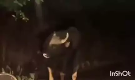 सावंतवाडी: माडखोल व्ही.पी. कॉलेज रोड येथे गव्यारेड्याच्या हल्ल्यात माडखोल धवडकी येथील युवक गंभीर जखमी