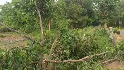 ଅନୁଗୋଳ: ସାତକୋଶିଆ ଅଭୟାରଣ୍ୟରେ ହାତୀ ଉପଦ୍ରବ, ଚିନ୍ତାରେ ଚାଷୀ