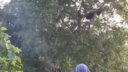 বিনপুর ২: মৌমাছির কামড়ে ঘাগরা এলাকায় আহত 6 জন