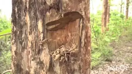 अंबिकापुर: लालमाटी के पास घने जंगलों को काटने से ग्रामीण हो रहे परेशान जंगलों को सुरक्षित रखना ग्रामीण कर रहे मांग #jansamasya