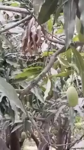 मलिहाबाद: मलिहाबाद में आम के निर्यात को लेकर खास तैयारी, उपनिदेशक उद्यान लखनऊ मंडल ने दी जानकारी