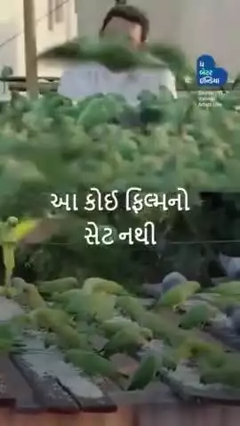દરરોજ 16000 પોપટને ખવડાવનાર બર્ડમેન | Bird Lover | Parrot Feeder |Daily Feeder