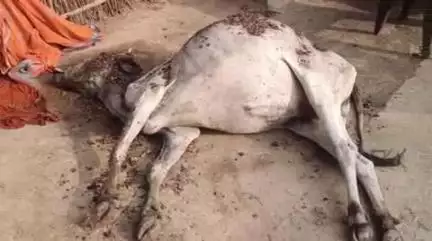 ठाकुरगंगटी: ठाकुर गंगटी के तेतरिया माल गांव में शॉर्ट सर्किट से आग, घर व सामान जला, एक गाय की मौत