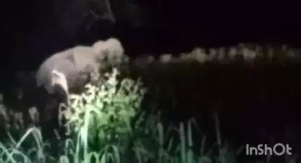 प्रतापपुर: ग्राम रामेश्वरपुर में मक्का के खेत में एक सिंगल हाथी कर रहा है विचरण, वन विभाग द्वारा की जा रही है निगरानी