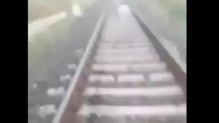 चौरई: चौरई के नवेगांव रेलवे ट्रैक पर ट्रेन से टकराकर 6 गायों की मौत
