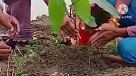 विश्व पर्यावरण दिवस पर जिले के कलेक्टर व अन्य अधिकारियों ने मोहला के शासकीय कार्यालयों के परिसर में वृक्षारोपण किया