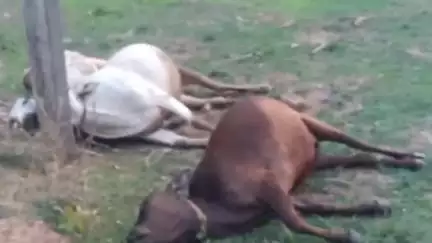 गोमिया: हरदगढा गांव में करंट लगने से तीन मवेशियों की मौत