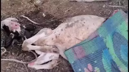 नगर: अहिल्यानगर शहरातील लेंडकर मळा येथे बिबट्याचा  गाईवर हल्ला