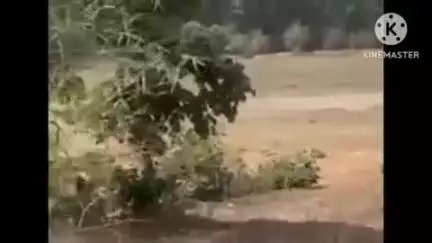 बांधवगढ़: बांधवगढ़ टाइगर रिजर्व में पर्यटकों के सामने बाघ ने किया शिकार, वीडियो वायरल