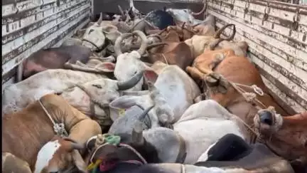 धुळे: लामकानी चौफुली जवळ गोरक्षकांनी १६ जनावरांची केली सुटका सोनगीर पोलीसात गुन्हा दाखल