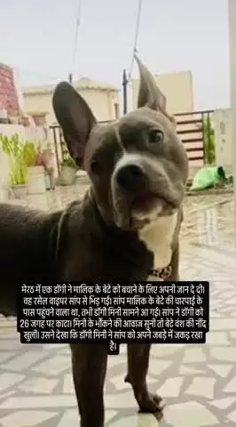 डॉगी ने जान देकर मालिक के बेटे को बचायाःमेरठ में सांप को जबड़े में दबाया, 26 बार डसा फिर भी नहीं छोड़ा