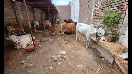 अमरावती: नवसारी परिसरात गोवंश तस्करीवर गाडगेनगर पोलिसांची कारवाई; ३२ जनावरांची सुटका, ४.८० लाखांचा मुद्देमाल जप्त
