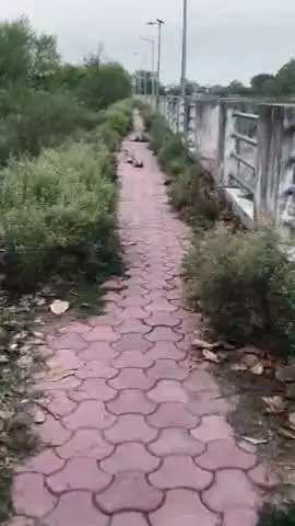 #NagarpalikaparishadCHAMPA
#SDMACHAMPA
Please pay your attention behind Nagar Palika Parishad Champa Tlab walk way.clean