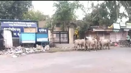 बूंदी: पशु चिकित्सालय कार्यालय के बाहर चारे के ठेले वाले गंदगी के ढेर लगा देते हैं, नगर परिषद द्वारा नहीं हो रही कार्रवाई